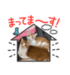 茶トラ双子(ϋ)/(ϋ)/（個別スタンプ：15）