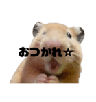 キンクマ八兵衛（個別スタンプ：1）