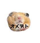 キンクマ八兵衛（個別スタンプ：12）