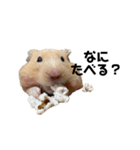 キンクマ八兵衛（個別スタンプ：13）