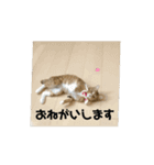 動く猫ちゃん(キジトラ)（個別スタンプ：7）