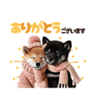 冬を感じる♡柴犬＆黒柴（個別スタンプ：21）