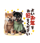 冬を感じる♡柴犬＆黒柴（個別スタンプ：36）