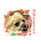 パーティーカラーのポメラニアン お正月編（個別スタンプ：2）