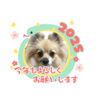 パーティーカラーのポメラニアン お正月編（個別スタンプ：5）