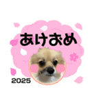 パーティーカラーのポメラニアン お正月編（個別スタンプ：7）