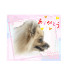パーティーカラーのポメラニアン お正月編（個別スタンプ：10）