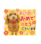 かわいい犬たち❤️飛び出す正月❤️プードル（個別スタンプ：8）