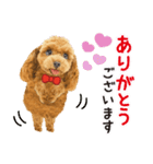 かわいい犬たち❤️飛び出す正月❤️プードル（個別スタンプ：15）