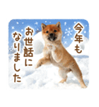 年末年始♪冬の柴犬だワン！（個別スタンプ：3）