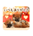 年末年始♪冬の柴犬だワン！（個別スタンプ：4）