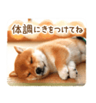 年末年始♪冬の柴犬だワン！（個別スタンプ：5）