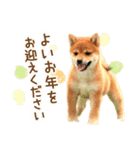 年末年始♪冬の柴犬だワン！（個別スタンプ：7）