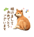 年末年始♪冬の柴犬だワン！（個別スタンプ：11）