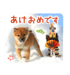 年末年始♪冬の柴犬だワン！（個別スタンプ：12）