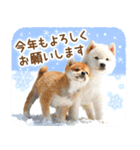 年末年始♪冬の柴犬だワン！（個別スタンプ：13）