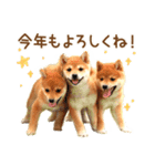 年末年始♪冬の柴犬だワン！（個別スタンプ：14）