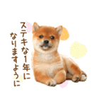 年末年始♪冬の柴犬だワン！（個別スタンプ：15）