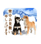 年末年始♪冬の柴犬だワン！（個別スタンプ：16）