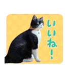 くーちゃんはゆく！（個別スタンプ：20）