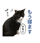 くーちゃんはゆく！（個別スタンプ：30）
