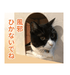 くーちゃんはゆく！（個別スタンプ：31）