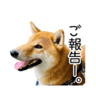 日常的な会話をする柴犬_4（修正版）（個別スタンプ：1）