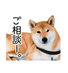 日常的な会話をする柴犬_4（修正版）（個別スタンプ：2）