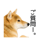 日常的な会話をする柴犬_4（修正版）（個別スタンプ：3）
