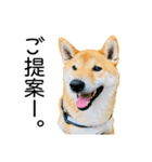 日常的な会話をする柴犬_4（修正版）（個別スタンプ：4）