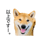 日常的な会話をする柴犬_4（修正版）（個別スタンプ：5）