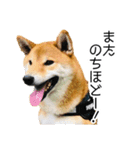 日常的な会話をする柴犬_4（修正版）（個別スタンプ：6）