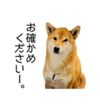 日常的な会話をする柴犬_4（修正版）（個別スタンプ：7）