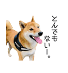 日常的な会話をする柴犬_4（修正版）（個別スタンプ：8）