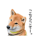 日常的な会話をする柴犬_4（修正版）（個別スタンプ：9）
