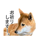 日常的な会話をする柴犬_4（修正版）（個別スタンプ：10）