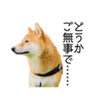 日常的な会話をする柴犬_4（修正版）（個別スタンプ：11）