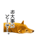 日常的な会話をする柴犬_4（修正版）（個別スタンプ：12）