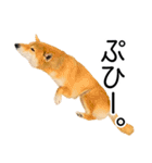 日常的な会話をする柴犬_4（修正版）（個別スタンプ：14）