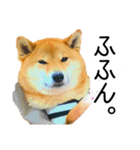 日常的な会話をする柴犬_4（修正版）（個別スタンプ：16）