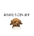 Go！Go！まめたん②（個別スタンプ：2）