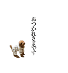 Go！Go！まめたん②（個別スタンプ：6）