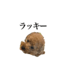 Go！Go！まめたん②（個別スタンプ：32）