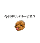 Go！Go！まめたん②（個別スタンプ：37）