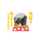 オカメインコのクリスマス＆年末年始ご挨拶（個別スタンプ：6）