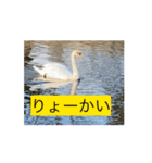 があがあがあがあ！あひるちゃんのすたんぷ（個別スタンプ：2）