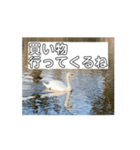 があがあがあがあ！あひるちゃんのすたんぷ（個別スタンプ：6）