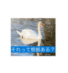 があがあがあがあ！あひるちゃんのすたんぷ（個別スタンプ：10）