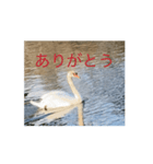 があがあがあがあ！あひるちゃんのすたんぷ（個別スタンプ：15）