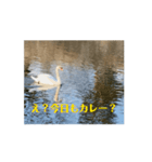 があがあがあがあ！あひるちゃんのすたんぷ（個別スタンプ：16）